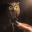 Ключница настенная Night Owl Qualy Коричневая - изображение 3